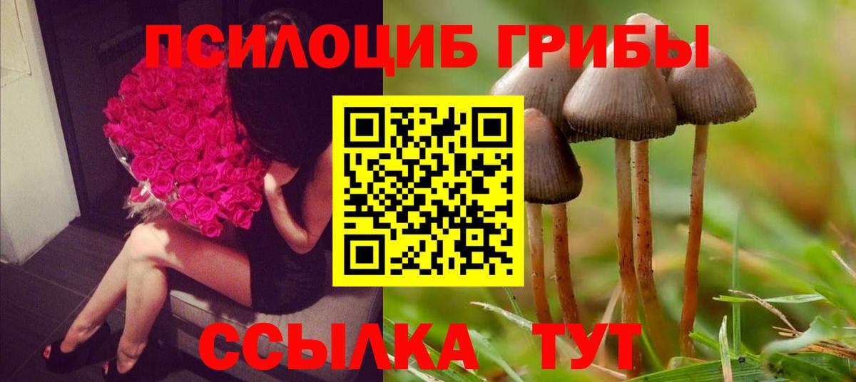 Гай  Галлюциногенные грибы Psilocybe  Псилоцибиновые грибы Cubensis  где можно купить   Вход с VPN 